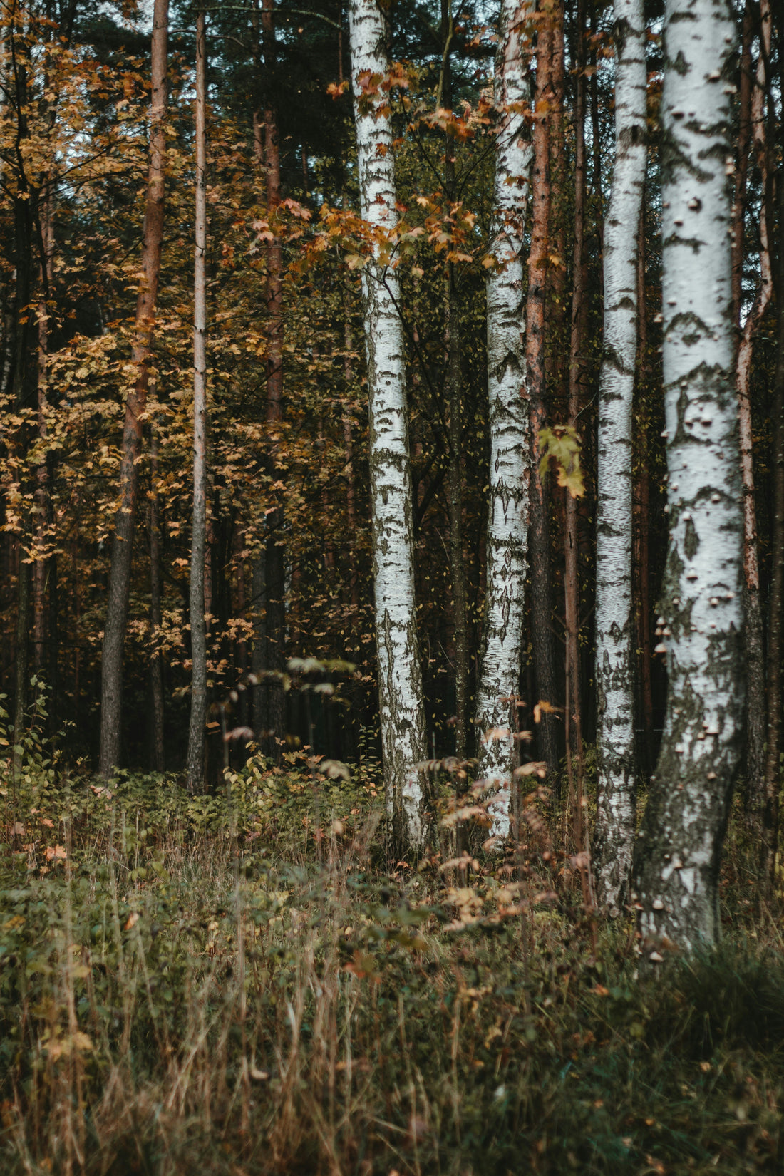 Why Birch Grove Wellness?