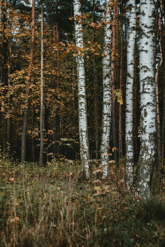 Why Birch Grove Wellness?