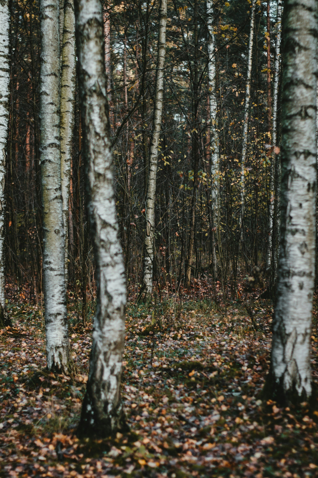 What Is the Nervous System—and Why Your Mental Health Depends on It