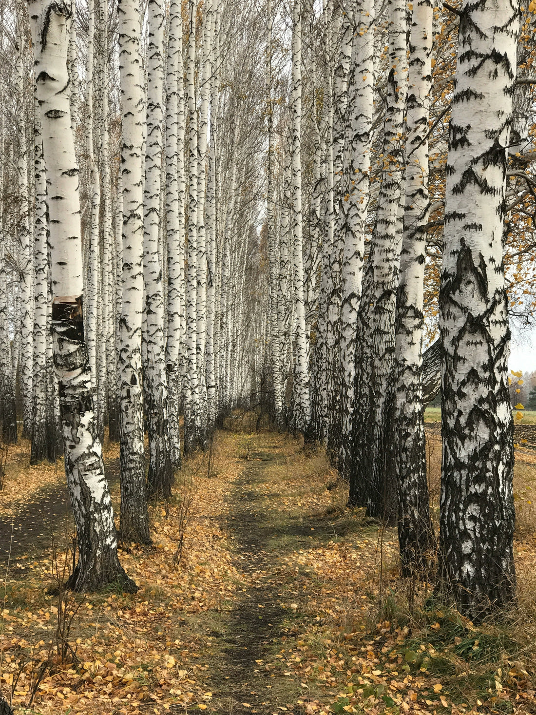 Decluttering Your Mind: A Gentle Reset for Anxiety, Burnout, and Stress