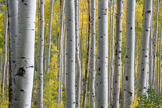 Internal Boundaries: How Accountability Helps Protect Your Energy, Time & Values